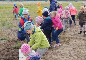 Dzieci zbieraja ziemniaki.