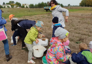 Nauczyciele i dzieci wspólnie zbierający ziemniaki.